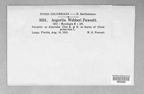 Aegerita image
